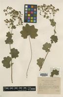 Isolectotype of Alchemilla speciosa Buser [family ROSACEAE]