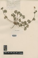 Type of Geranium brutium Gasp. [family GERANIACEAE]