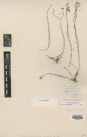 Type of Linum collinum Guss. [family LINACEAE]