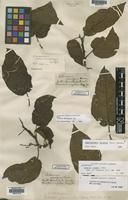 Type of Solanum insigne Lowe [family SOLANACEAE]
