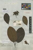 Lectotype of Macoubea sprucei Spruce ex Müll.Arg. var. paucifolia [family APOCYNACEAE]
