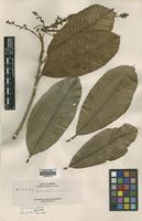 Type of Melanochyla elmeri Merr. [family ANACARDIACEAE]