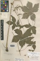 Isotype of Geranium retectum Yeo [family GERANIACEAE]