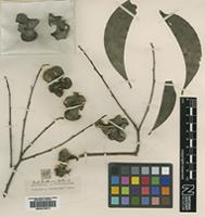 Isotype of Acacia auriculiformis A.Cunn ex Benth. [family LEGUMINOSAE]