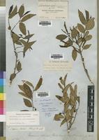 Isotype of Sclerocroton reticulatus Hochst. ex Krausse [family EUPHORBIACEAE]