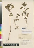 Isotype of Impatiens oreocallis Launert [family BALSAMINACEAE]