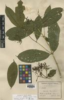 Isotype of Faramea eurycarpa Donn.Sm. [family RUBIACEAE]