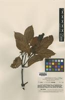 Isotype of Litsea habbemensis C.K.Allen [family LAURACEAE]