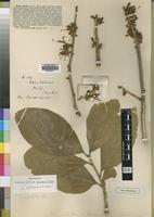 Type of Turraea randii Baker f. [family MELIACEAE]