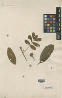 Type of Trichilia emetica Vahl [family MELIACEAE]