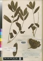 Type of Trichilia umbrifera Swynn. & Baker f. [family MELIACEAE]