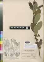 Isotype of Dichapetalum venenatum Engl. & Gilg [family DICHAPETALACEAE]