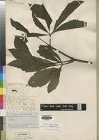 Type of Ampelocissus arcuata Planch. [family VITACEAE]