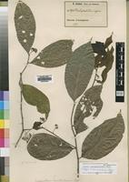 Isotype of Dichapetalum brevitubulosum Engl. [family DICHAPETALACEAE]