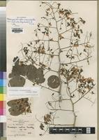 Syntype of Pterocarpus martinii Dunkley [family LEGUMINOSAE]