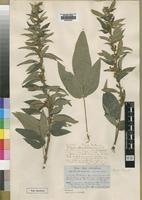 Type of Dolichos pseudocajanus Welw. ex Baker [family LEGUMINOSAE]