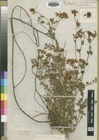 Type? of Lotus tigrensis Baker [family LEGUMINOSAE]