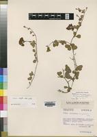 Type of Crotalaria variegata Torre var. humpatensis [family LEGUMINOSAE]