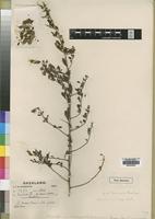 Type of Crotalaria gazensis Baker f. [family LEGUMINOSAE]