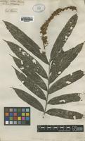 Type of Acladodea pinnata Ruiz & Pav. [family SAPINDACEAE]