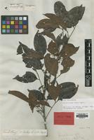 Isotype of Cupania pleuropteris Hiern var. bijuga [family SAPINDACEAE]