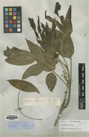 Type of Streptostigma viridiflorum Thwaites [family SAPINDACEAE]