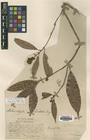 Syntype of Melanochyla bracteata King [family ANACARDIACEAE]