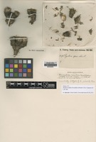 Isotype of Abromeitiella pulvinata Mez [family BROMELIACEAE]