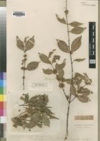 Type of Cassipourea eketensis Baker,f. [family RHIZOPHORACEAE]