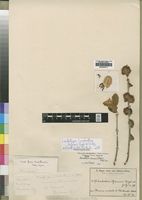 Lectotype of Combretum baumii Engl. & Gilg [family COMBRETACEAE]