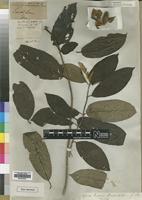 Type of Mussaenda afzelii G.Don [family RUBIACEAE]