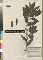 Type of Tricalysia niamniamensis Schweinf. ex Hiern [family RUBIACEAE]