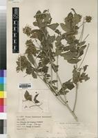Type of Pavetta globularis Bremek. [family RUBIACEAE]