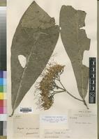 Type of Pavetta testui Bremek. [family RUBIACEAE]