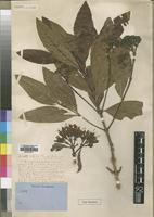 Isotype of Pavetta nitidula Welw. ex Hiern [family RUBIACEAE]
