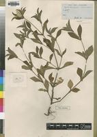 Type of Pandiaka andongensis Hiern [family AMARANTHACEAE]