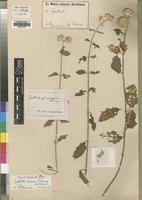 Isotype of Cyathula coriacea Schinz [family AMARANTHACEAE]