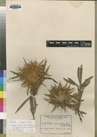 Type of Protea haemantha Engl.&Gilg [family PROTEACEAE]