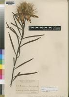 Type of Protea baumii Engl.&Gilg. [family PROTEACEAE]