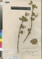 Type of Loranthus subsericeus Weim. [family LORANTHACEAE]