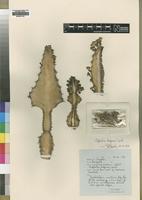 Isotype of Euphorbia dispersa L.C.Leach [family EUPHORBIACEAE]