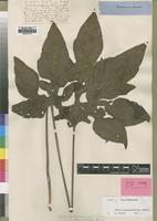 Isotype of Tacca quanzensis Welw. [family TACCACEAE]