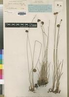 Type of Cyperus subtenax Kük. [family CYPERACEAE]