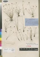 Syntype of Lipocarpha pulcherrima Ridl. [family CYPERACEAE]