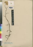 Isotype of Helichrysum stenopterum DC. [family ASTERACEAE]