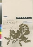 Isotype of Nuxia polyantha Gilg [family BUDDLEJACEAE]