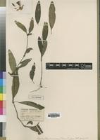 Type of Lepidagathis nemorosa S.Moore [family ACANTHACEAE]