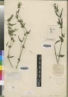 Type of Justicia whytei S.Moore [family ACANTHACEAE]