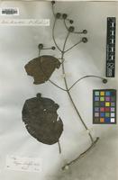 Lectotype of Mitragyna rotundifolia (Roxb.) Kuntze [family RUBIACEAE]