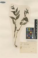 Type of Anotis trimera Craib [family RUBIACEAE]